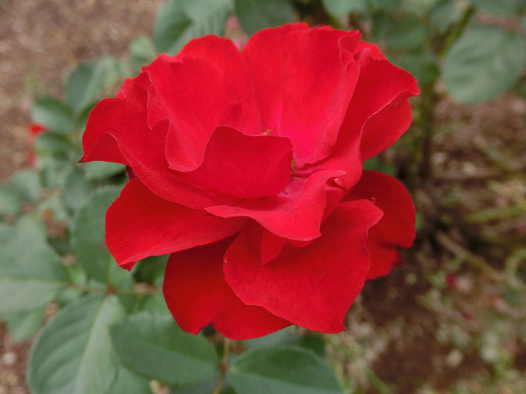 f:id:mishinon:20201102141757j:plain f:id:mishinon:20201102141757j:plain