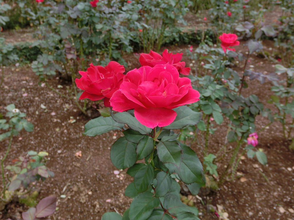 f:id:mishinon:20201102141855j:plain f:id:mishinon:20201102141855j:plain