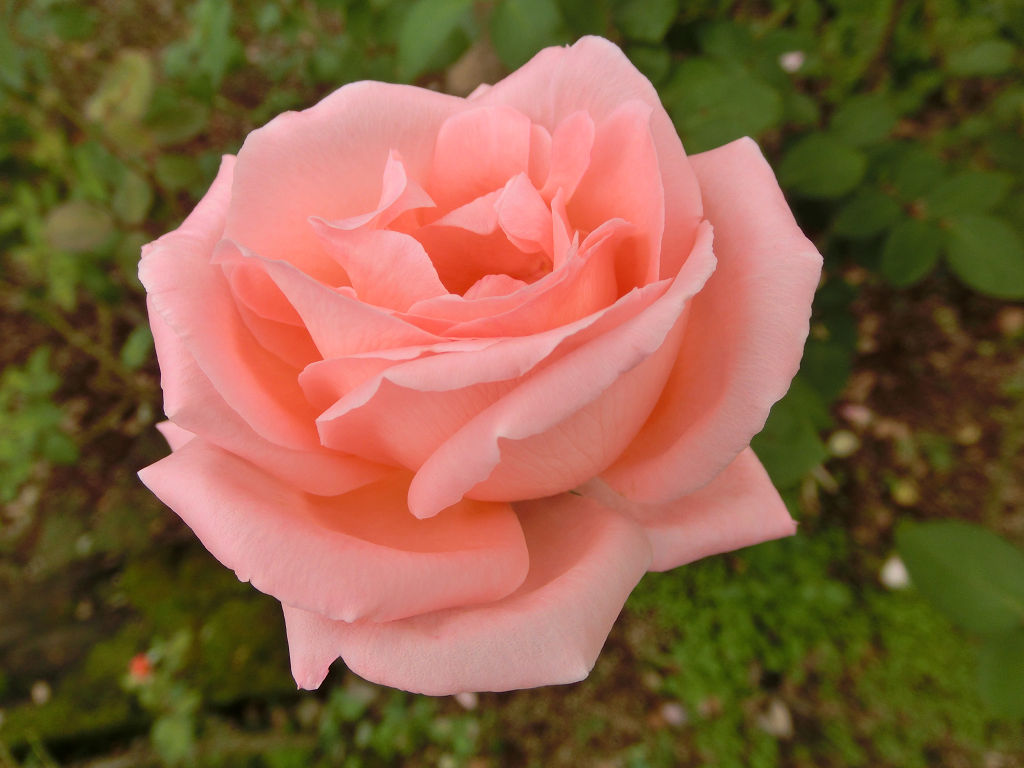 f:id:mishinon:20201102142021j:plain f:id:mishinon:20201102142021j:plain