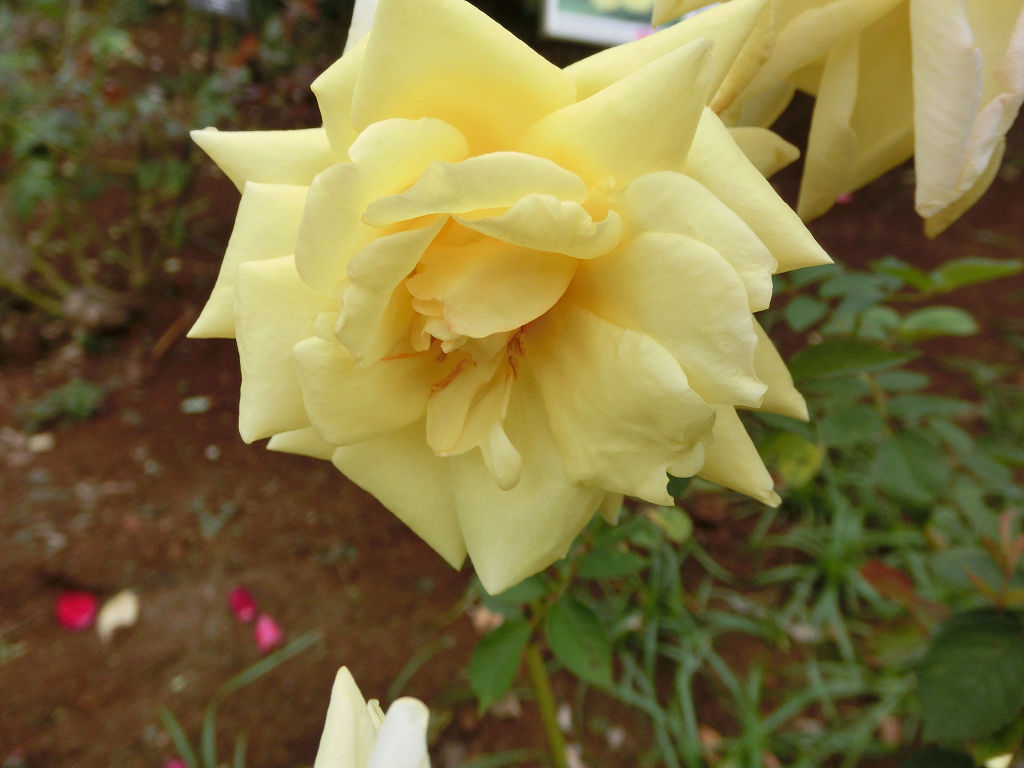 f:id:mishinon:20201108142040j:plain