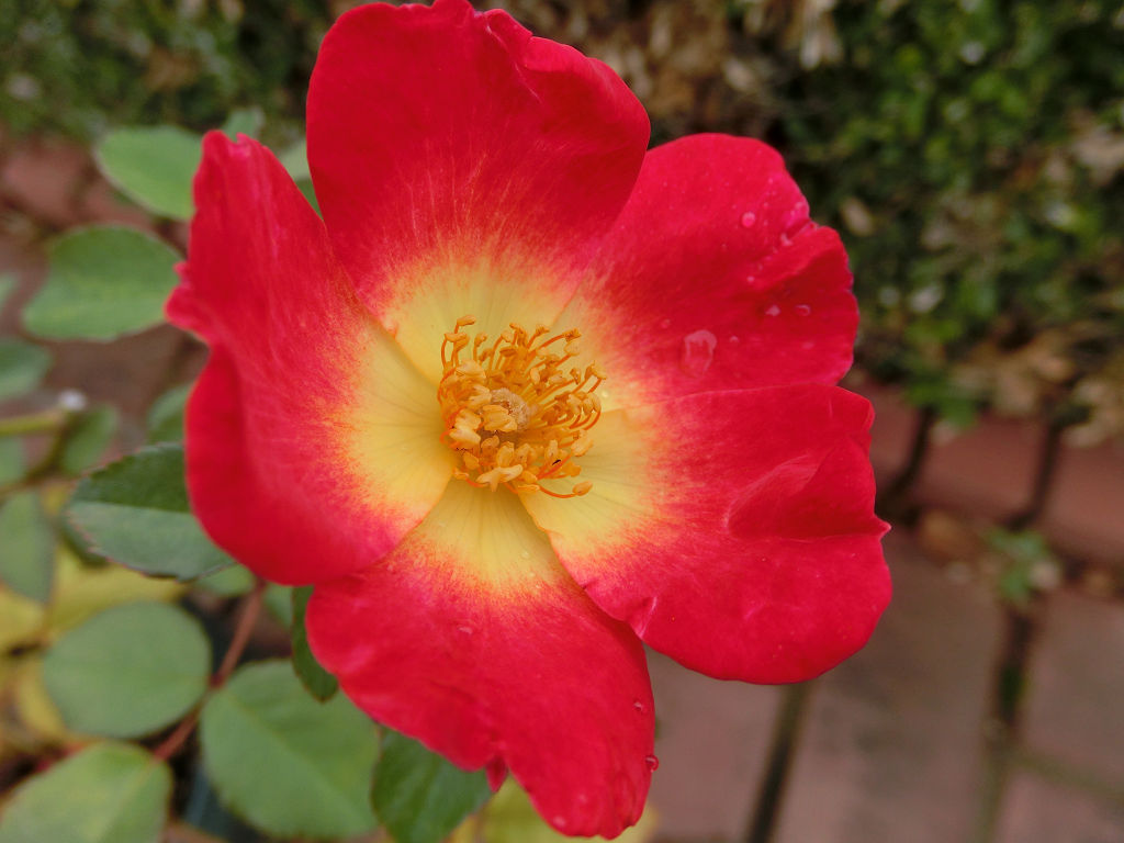 f:id:mishinon:20201112163929j:plain