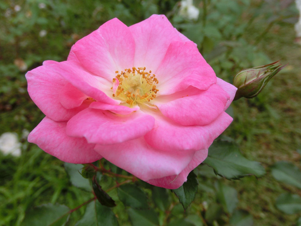 f:id:mishinon:20201112164032j:plain