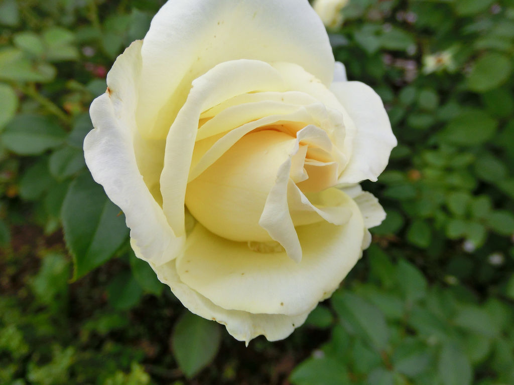 f:id:mishinon:20201117135429j:plain