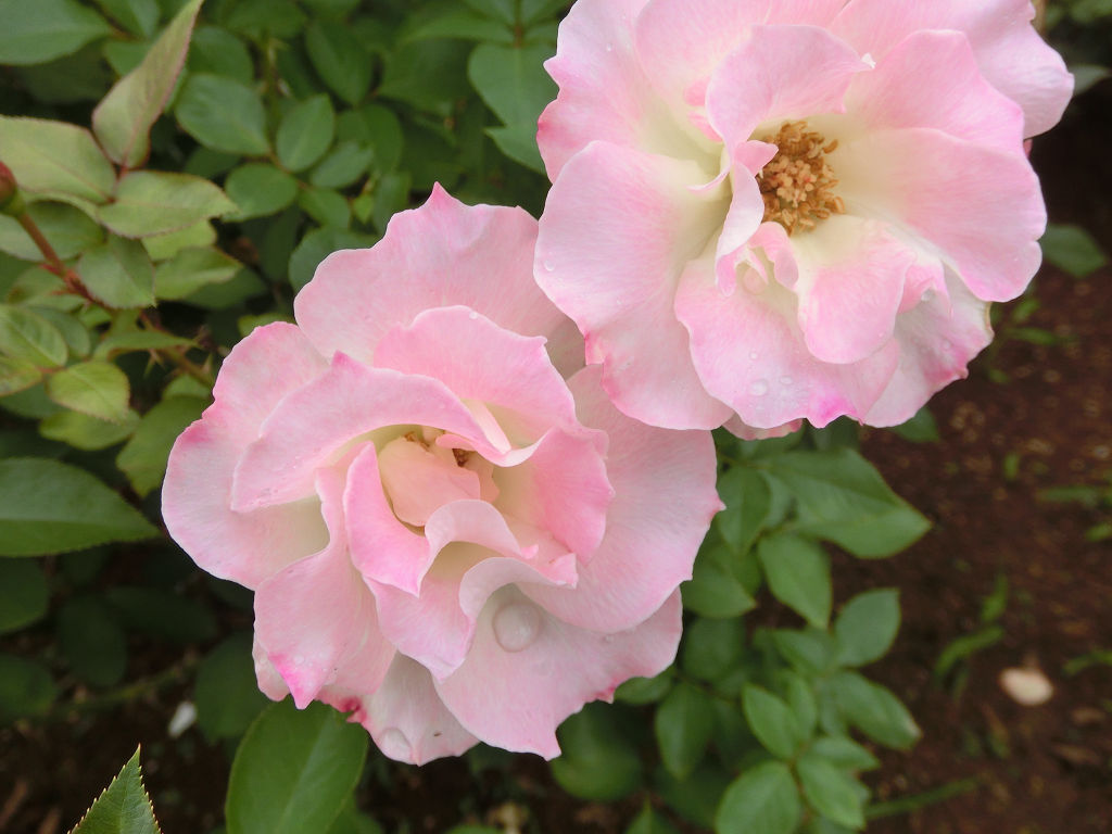 f:id:mishinon:20201121103749j:plain