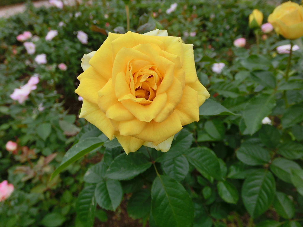 f:id:mishinon:20201123152442j:plain