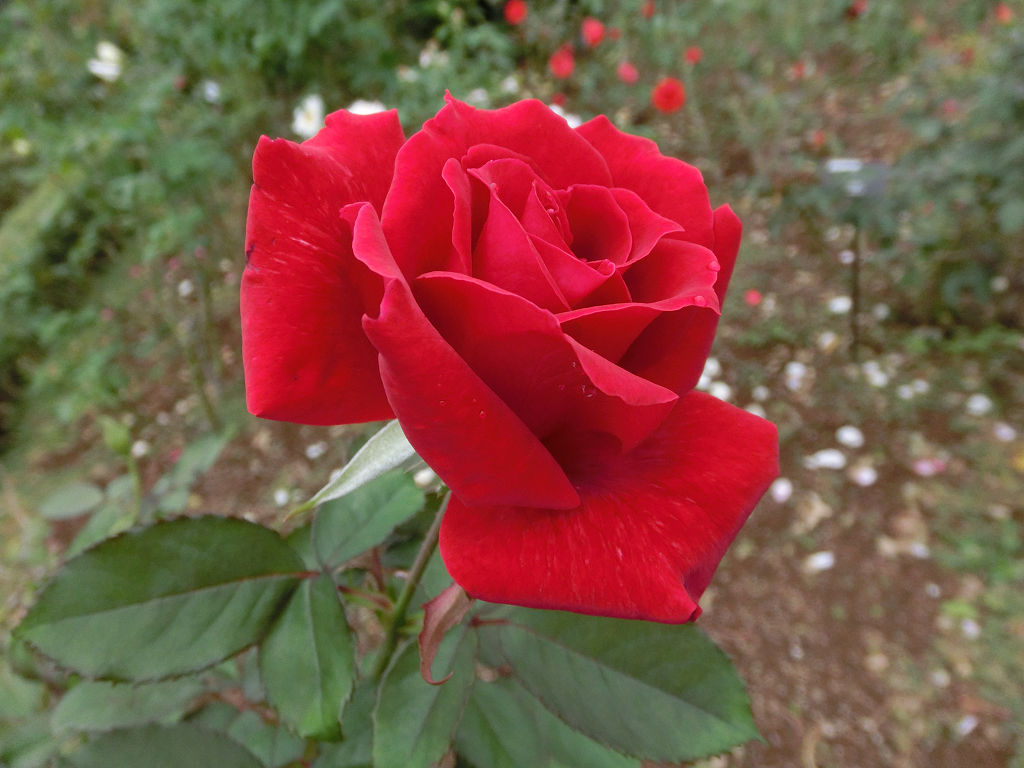 f:id:mishinon:20201123152538j:plain