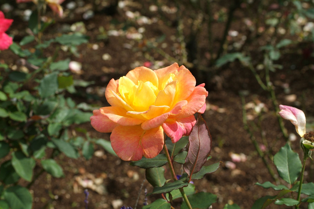 f:id:mishinon:20201201170728j:plain