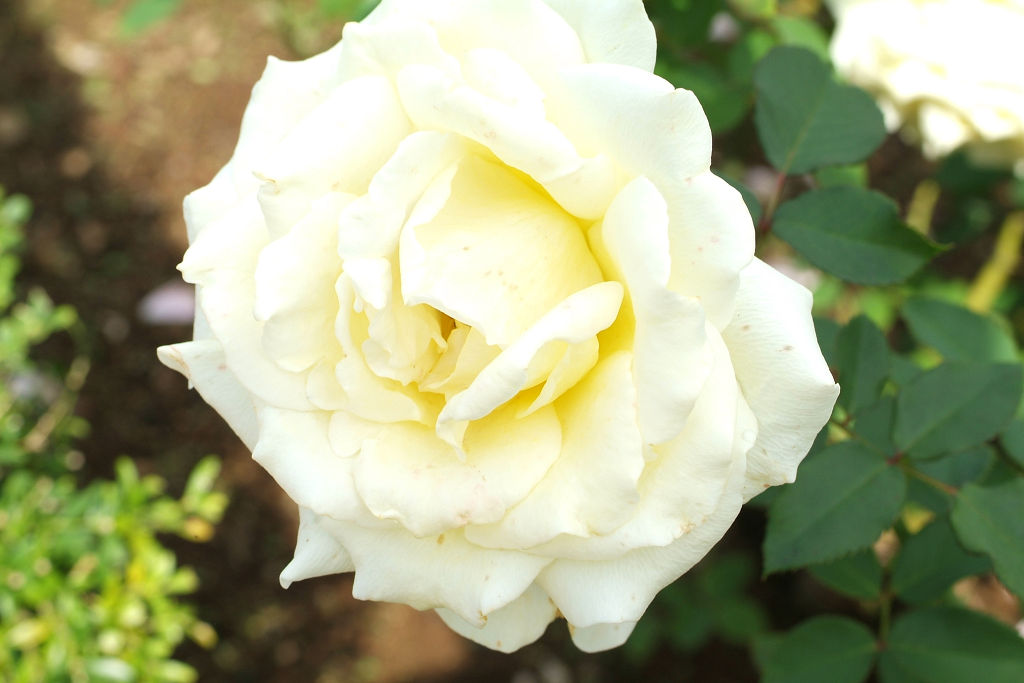 f:id:mishinon:20201201170755j:plain