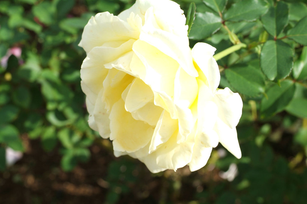 f:id:mishinon:20201201170818j:plain