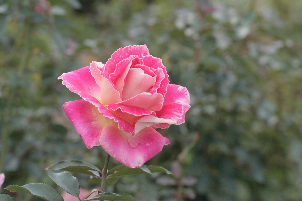 f:id:mishinon:20201214095408j:plain