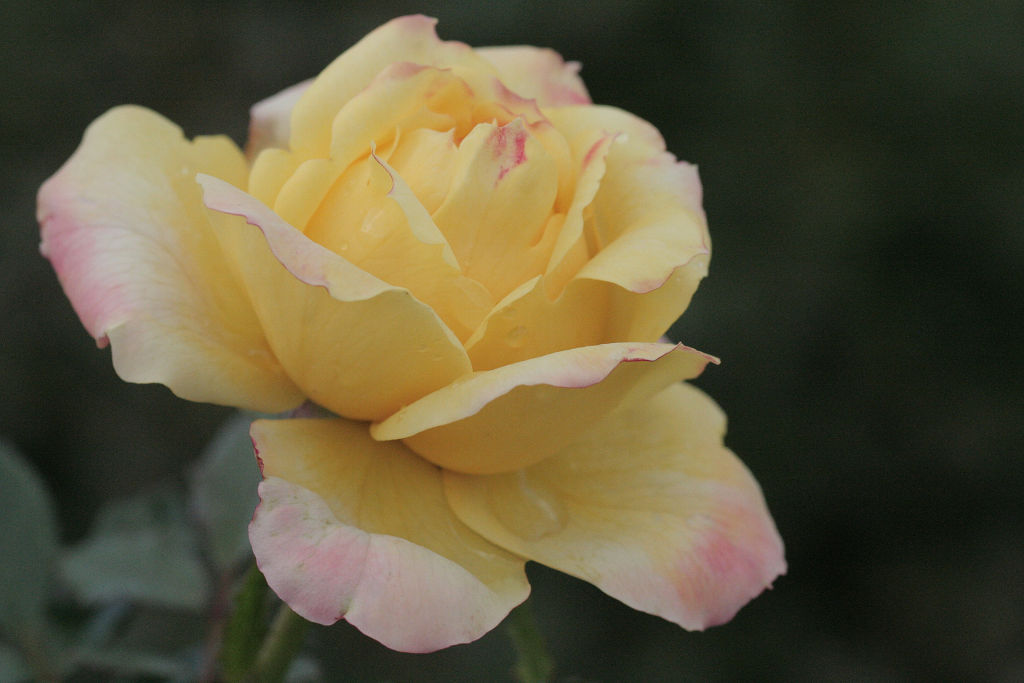 f:id:mishinon:20201214095452j:plain