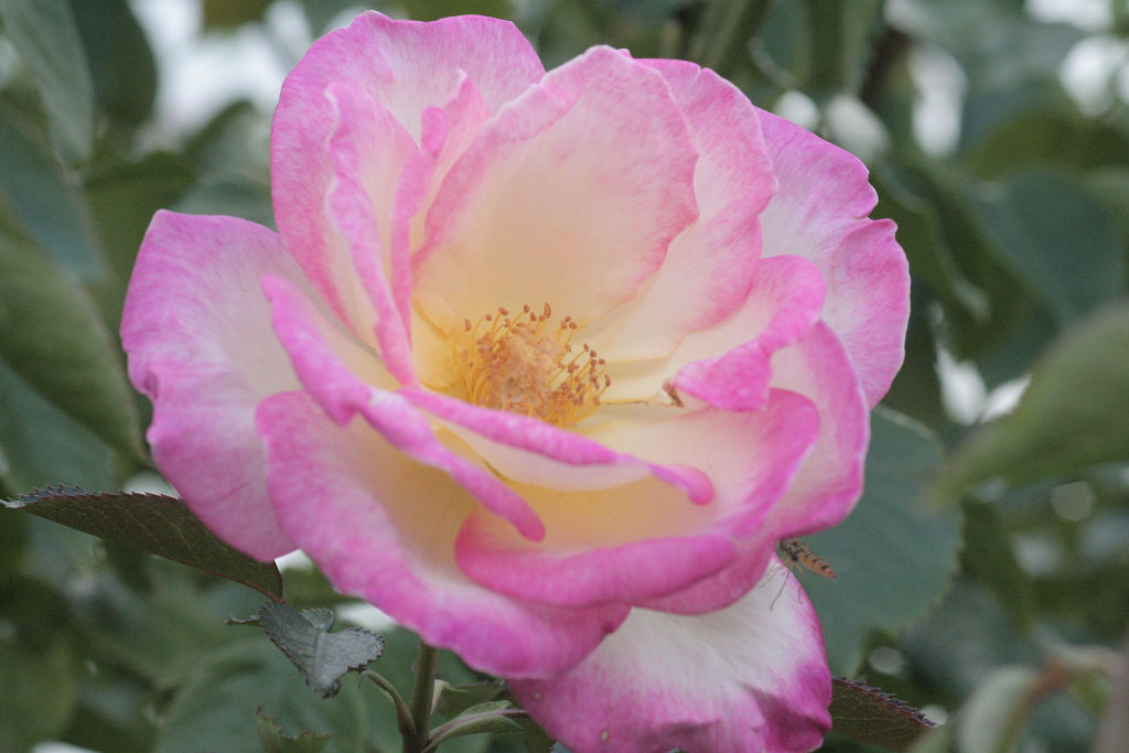 f:id:mishinon:20201218104252j:plain