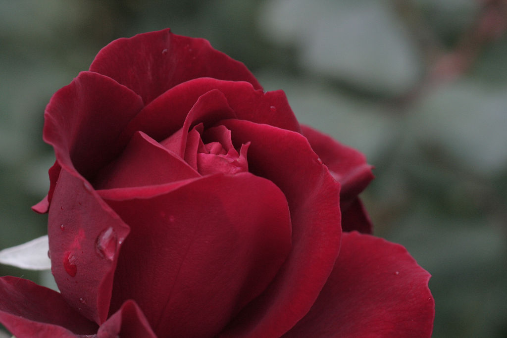 f:id:mishinon:20201224102221j:plain
