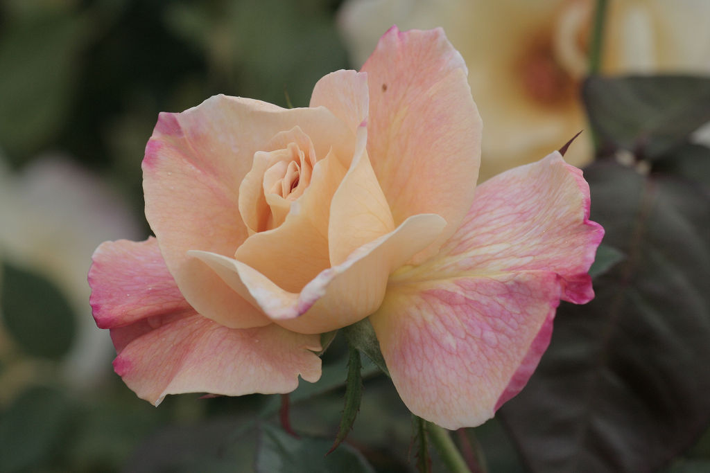 f:id:mishinon:20201226123528j:plain