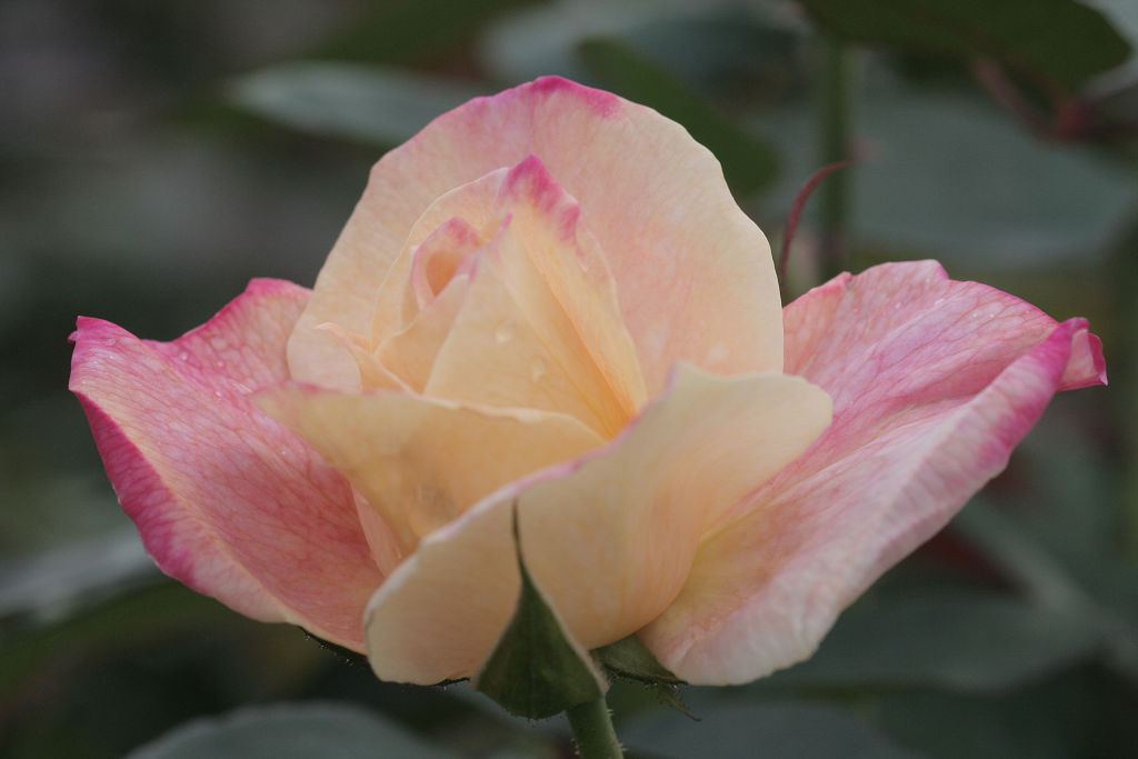 f:id:mishinon:20201226123557j:plain