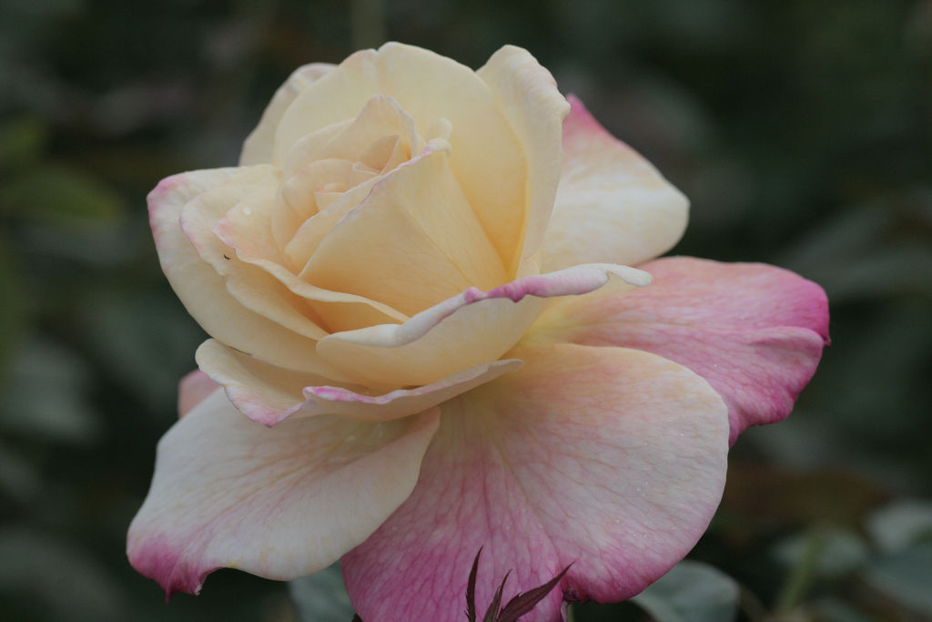 f:id:mishinon:20201226123617j:plain