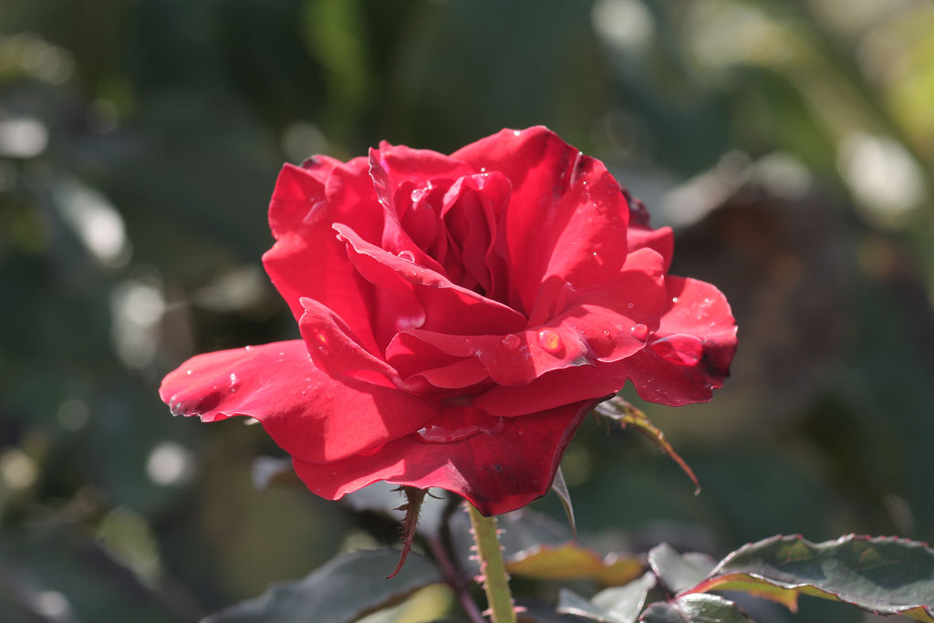 f:id:mishinon:20210103193936j:plain