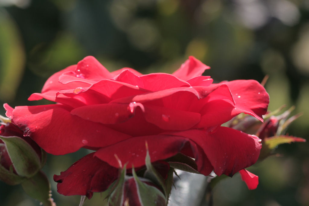 f:id:mishinon:20210103193955j:plain