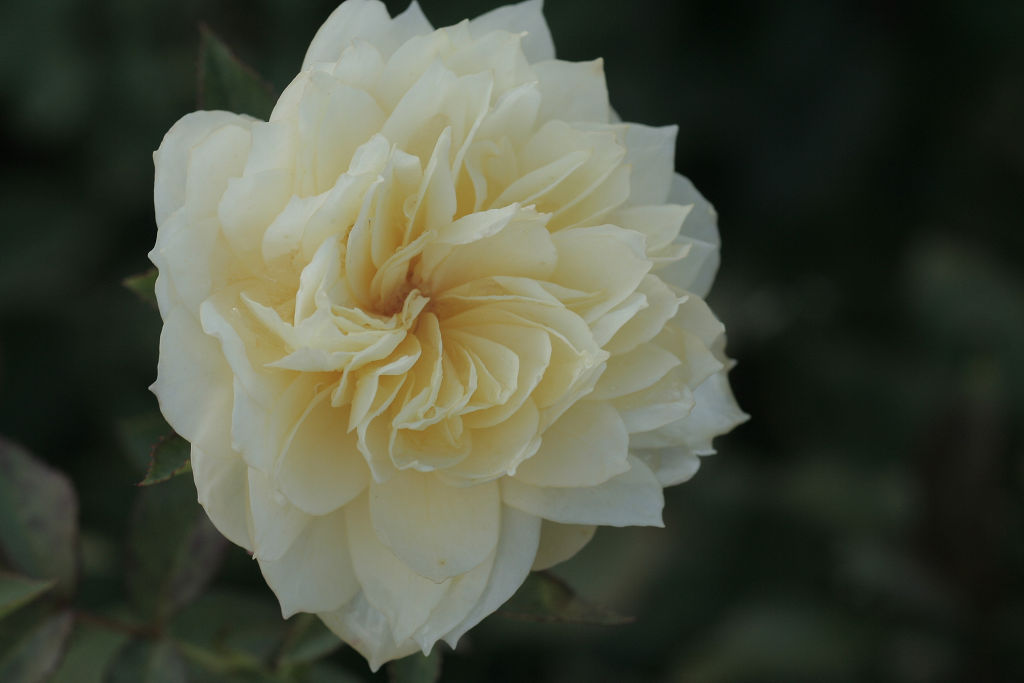 f:id:mishinon:20210103194121j:plain