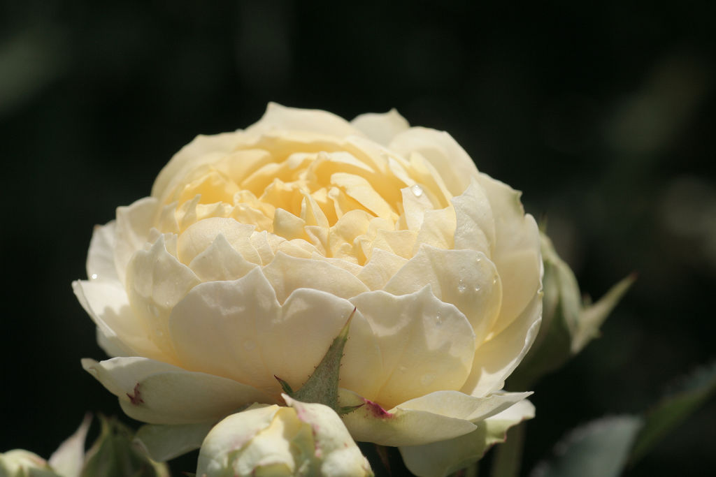 f:id:mishinon:20210103194147j:plain