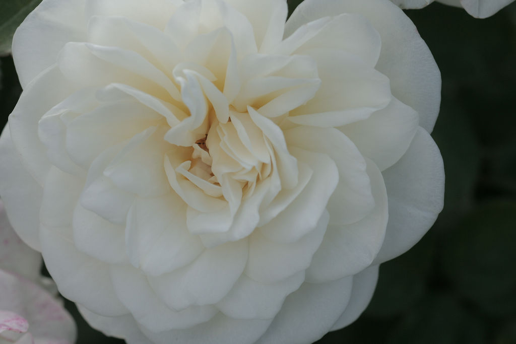 f:id:mishinon:20210103194224j:plain