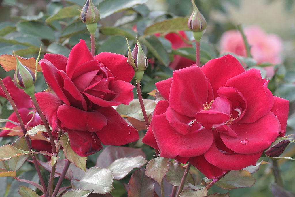 f:id:mishinon:20210103194244j:plain