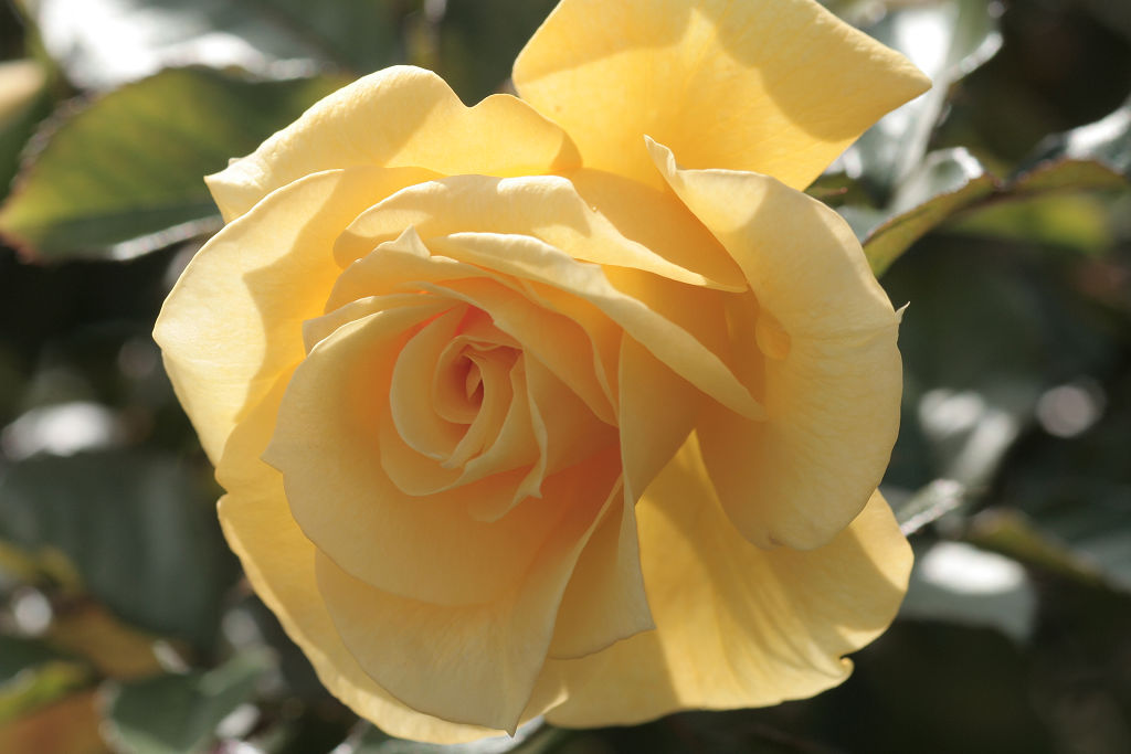 f:id:mishinon:20210103194317j:plain