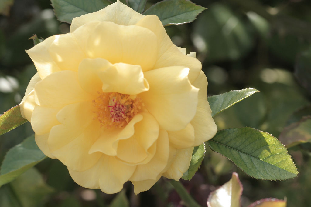 f:id:mishinon:20210103194337j:plain