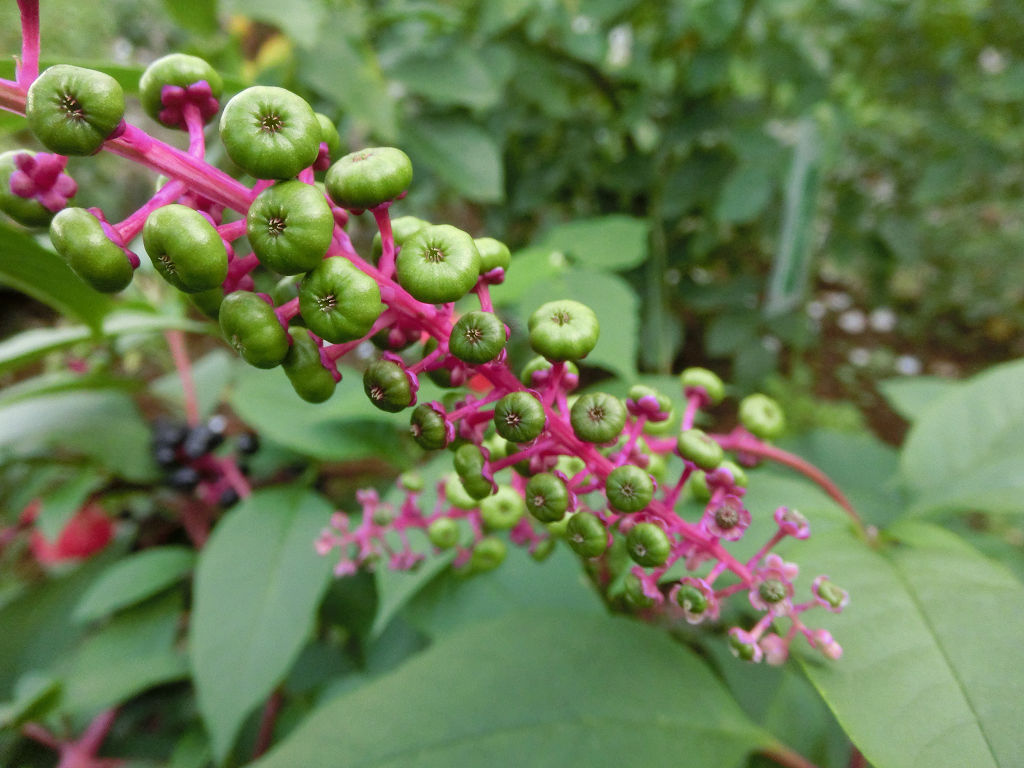 f:id:mishinon:20210119095801j:plain