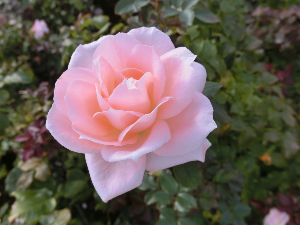 f:id:mishinon:20210131115124j:plain