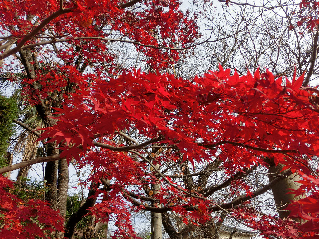 f:id:mishinon:20210227204448j:plain