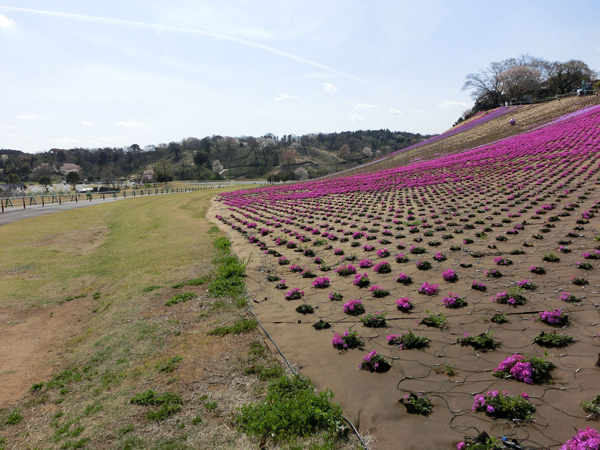 f:id:mishinon:20210411222252j:plain