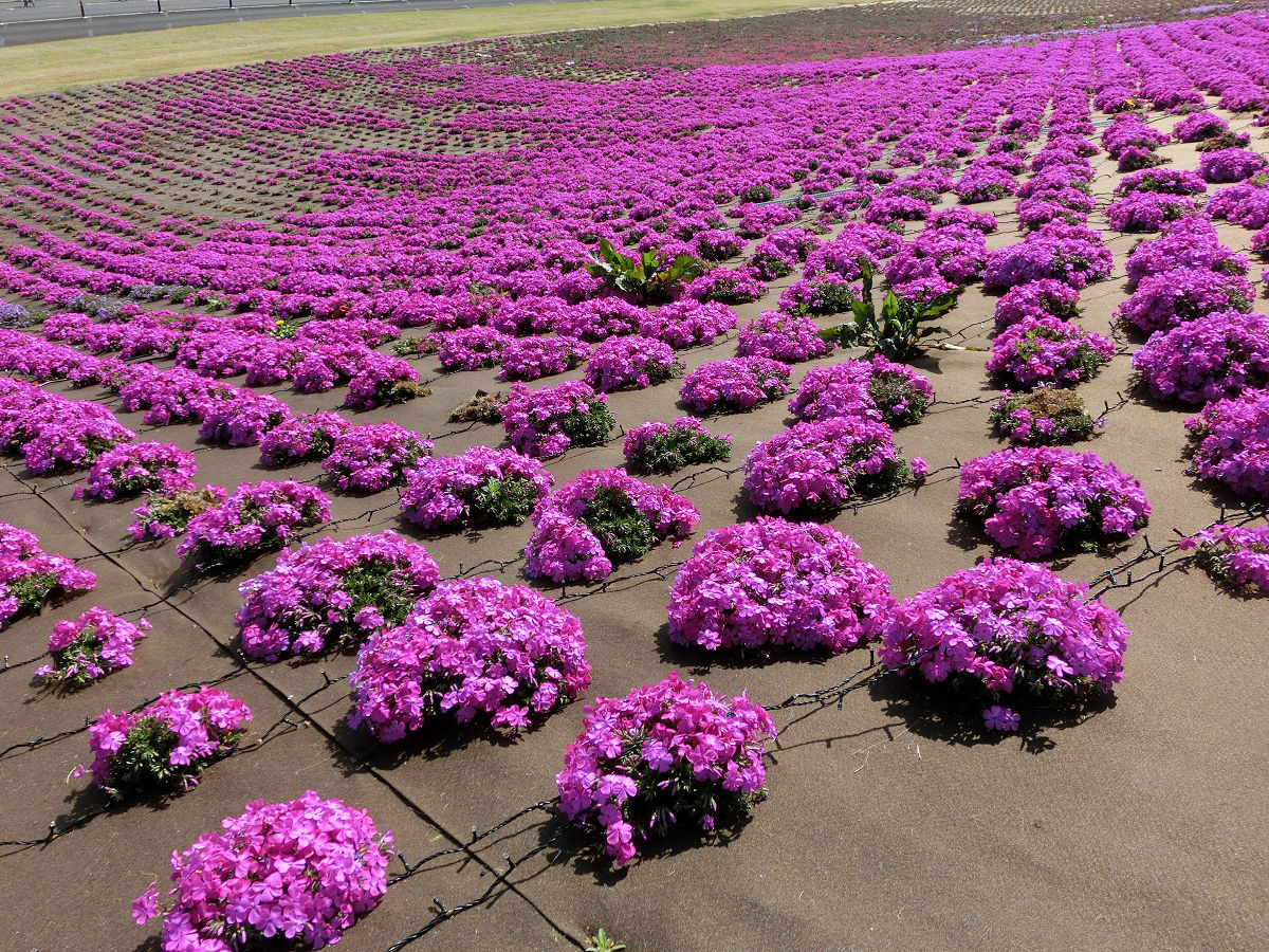 f:id:mishinon:20210411222401j:plain