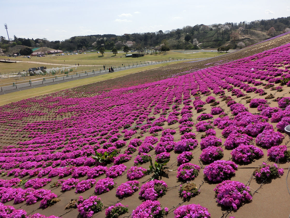 f:id:mishinon:20210411222416j:plain