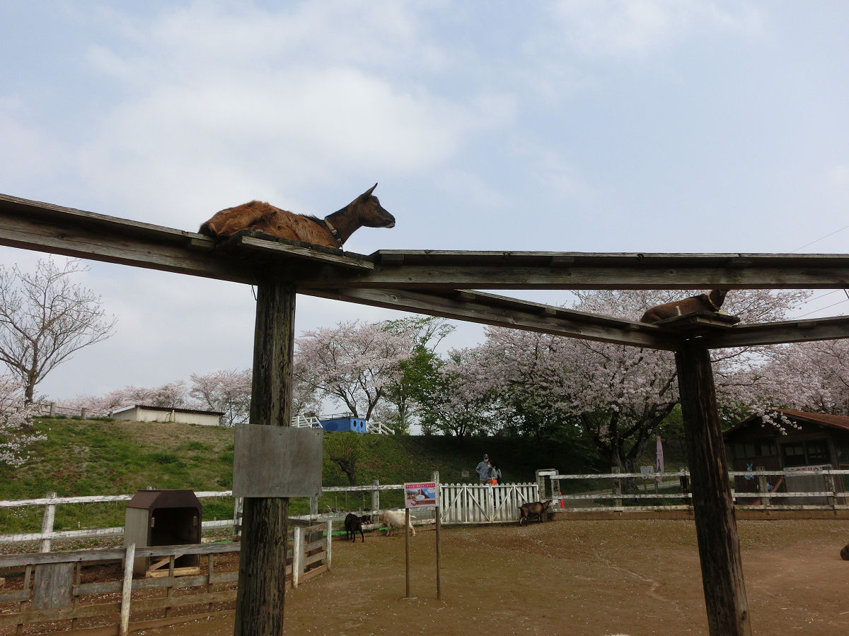 f:id:mishinon:20210501115237j:plain