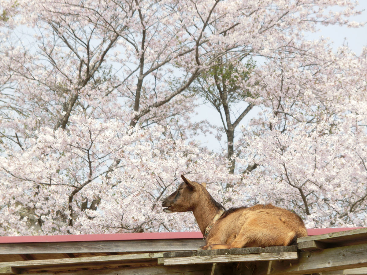 f:id:mishinon:20210501115351j:plain