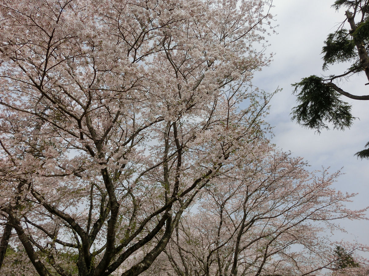 f:id:mishinon:20210512144303j:plain