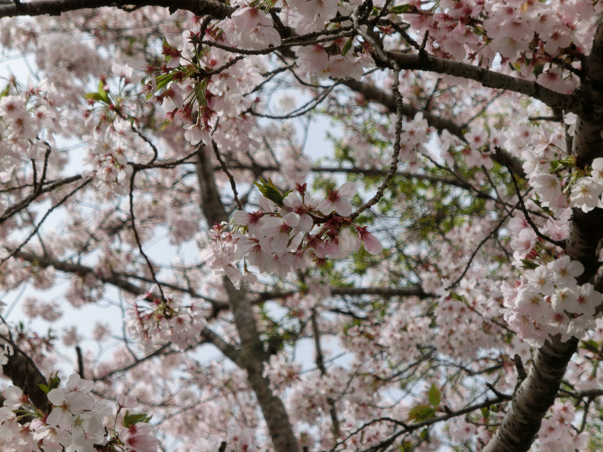f:id:mishinon:20210512144345j:plain