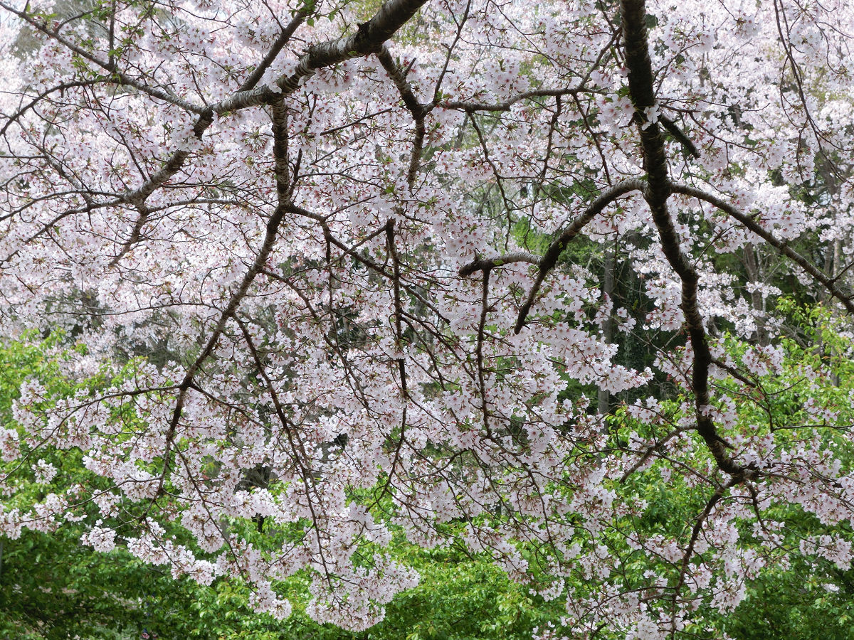 f:id:mishinon:20210512144418j:plain