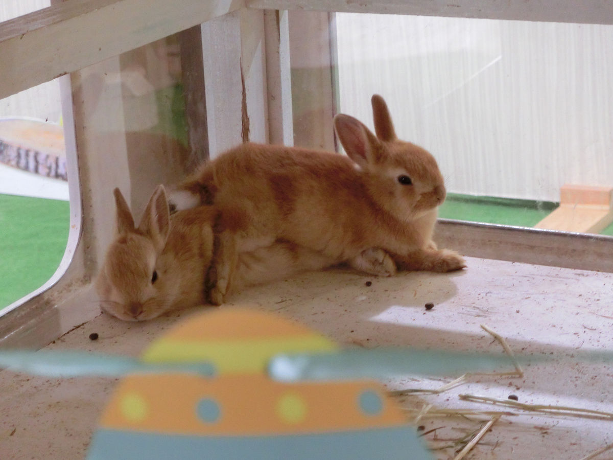 f:id:mishinon:20210512144533j:plain