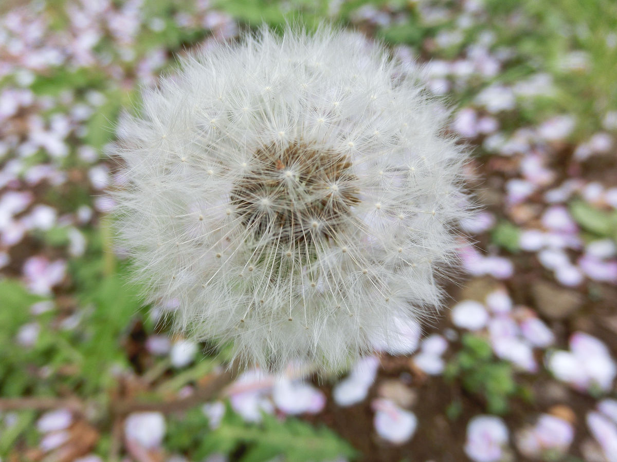 f:id:mishinon:20210516151002j:plain