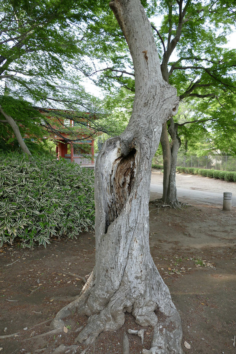 f:id:mishinon:20210531102150j:plain