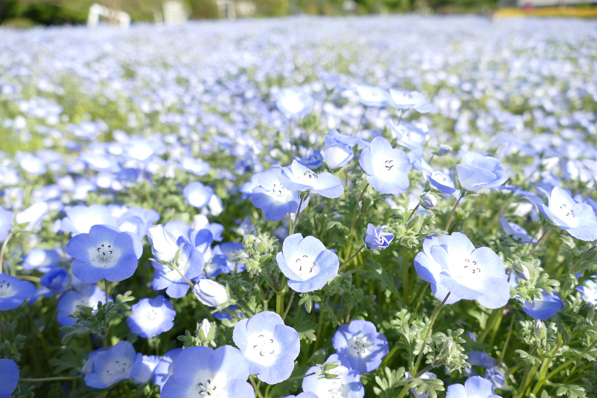 f:id:mishinon:20210604101024j:plain