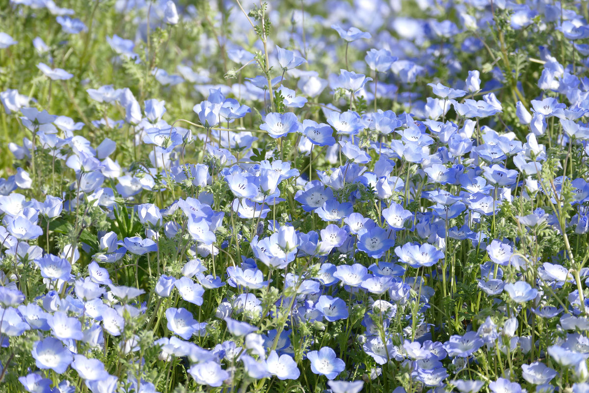 f:id:mishinon:20210604101118j:plain