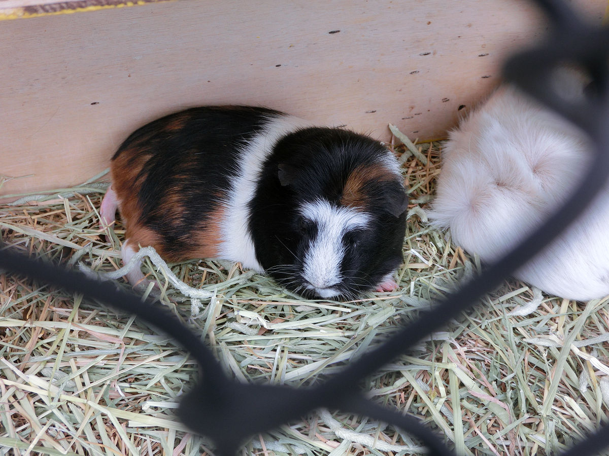 f:id:mishinon:20210713151928j:plain