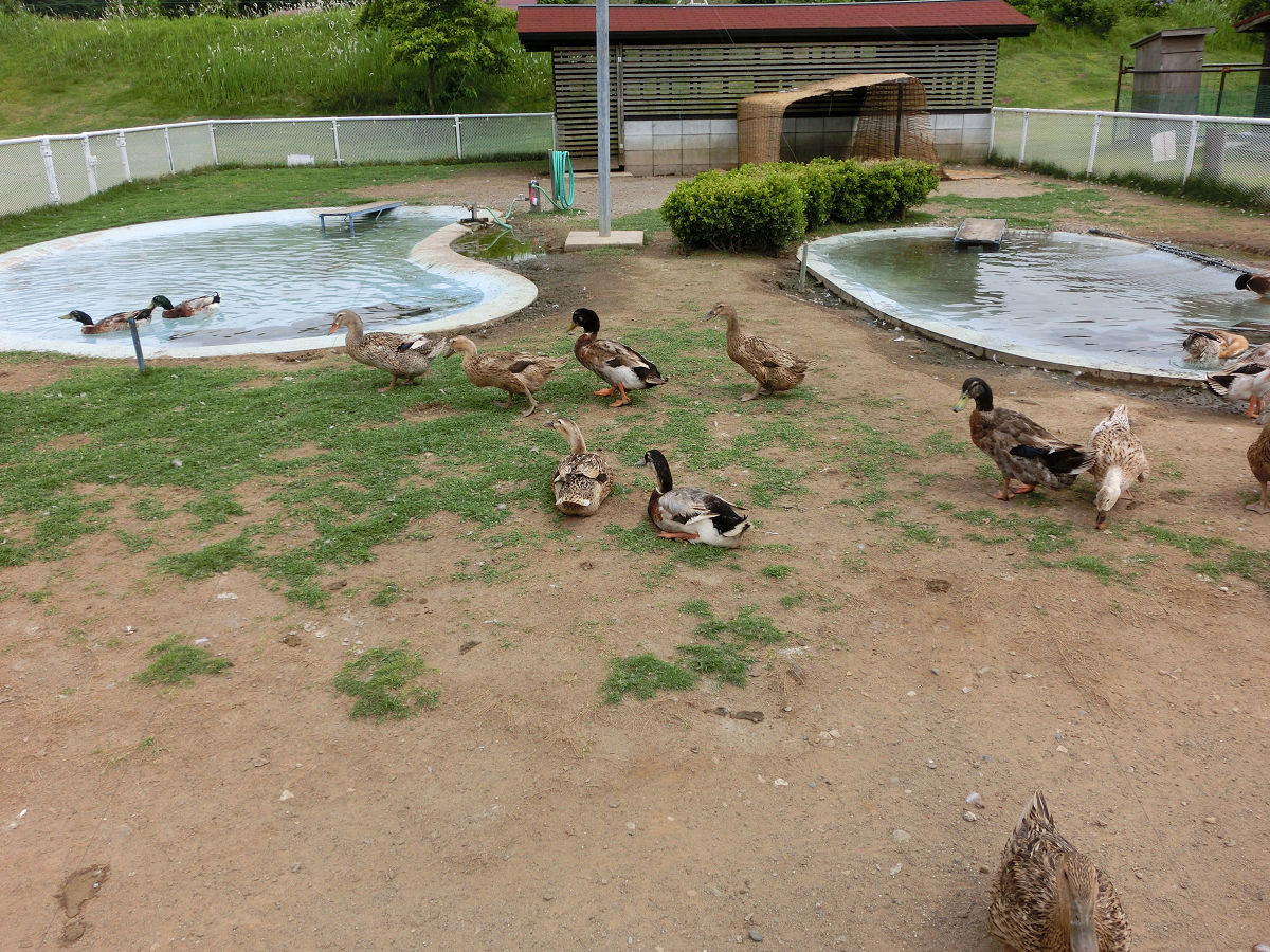 f:id:mishinon:20210713152029j:plain