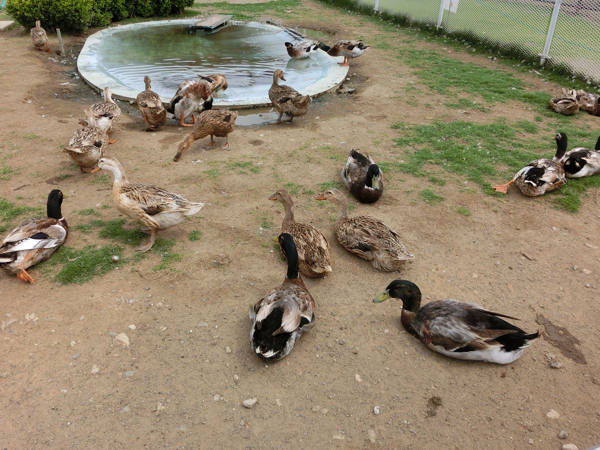 f:id:mishinon:20210713152045j:plain