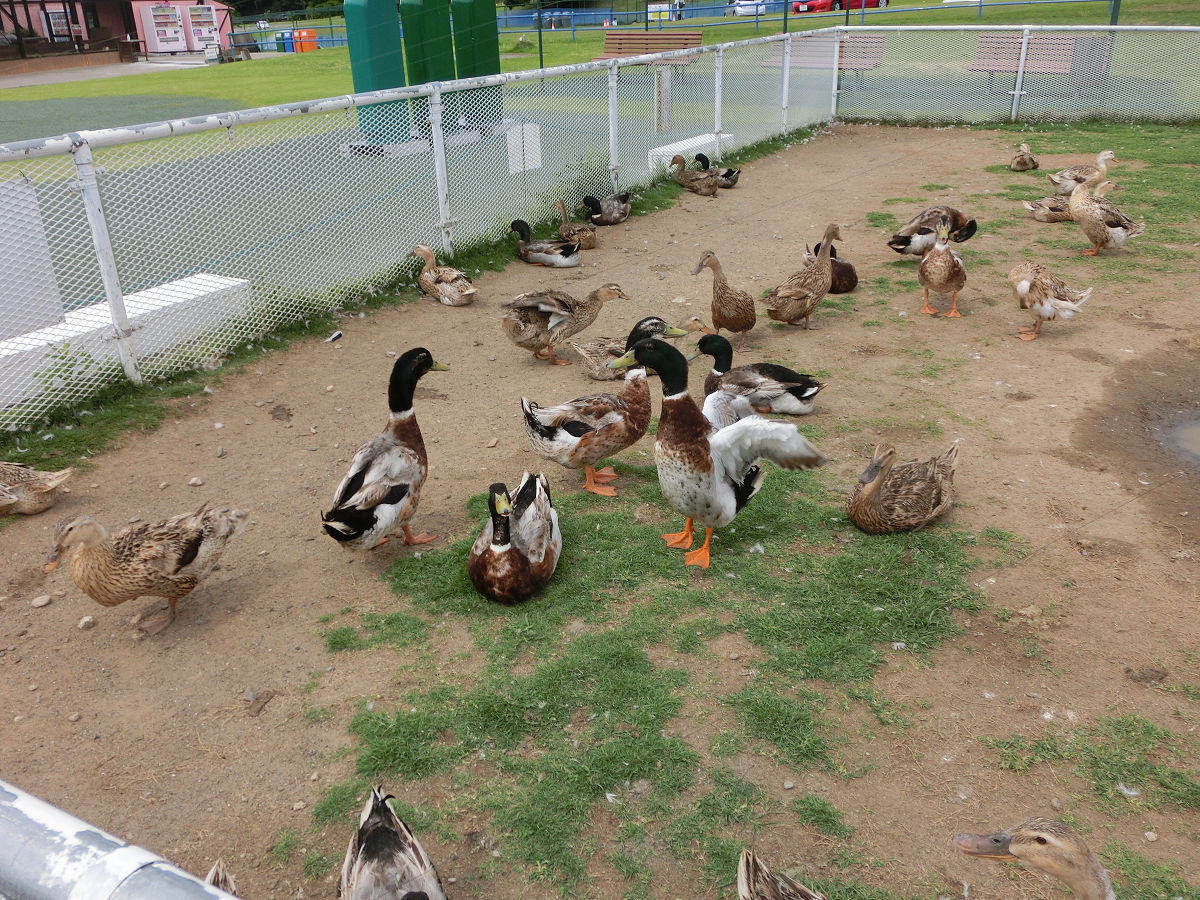 f:id:mishinon:20210713152137j:plain