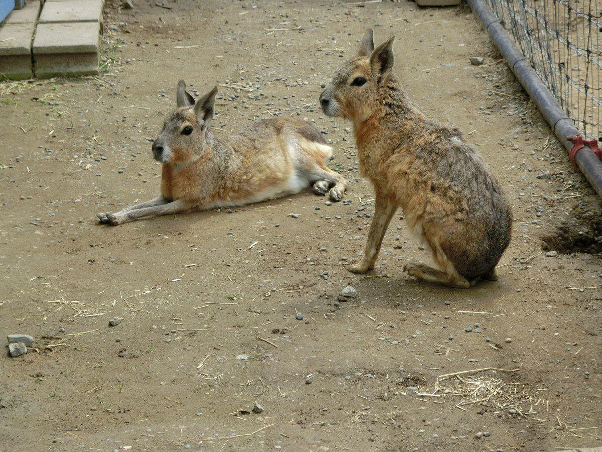 f:id:mishinon:20210713152201j:plain