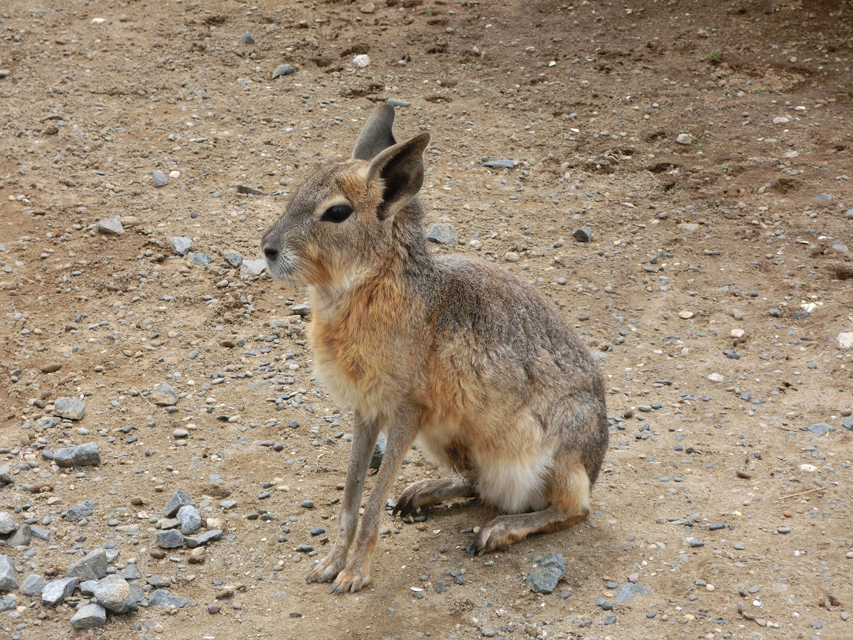 f:id:mishinon:20210713152218j:plain